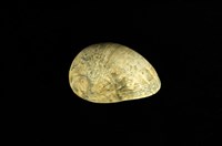 藏品(玉女蜑螺)的圖片